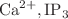 $$\text {Ca}^{2+}, \text{IP}_{3}$$
